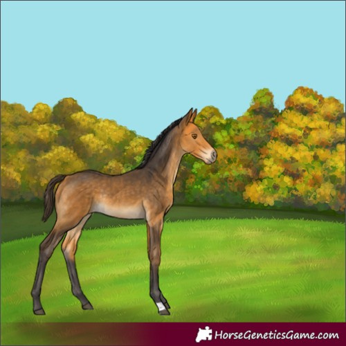 Horse Color:Buckskin Rabicano 