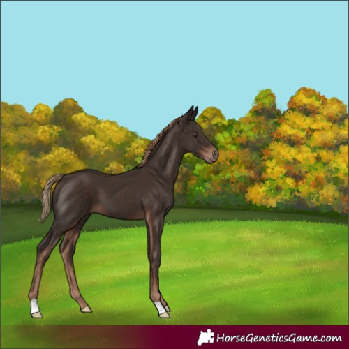 Horse Color:Liver Chestnut 