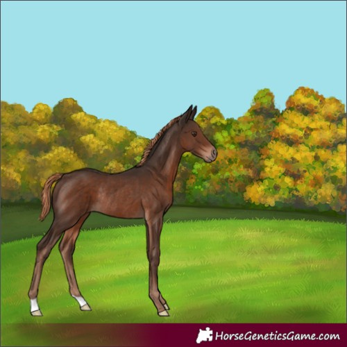 Horse Color:Liver Chestnut Rabicano 