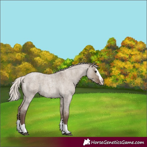 Horse Color:Silver Grullo Roan Splash 