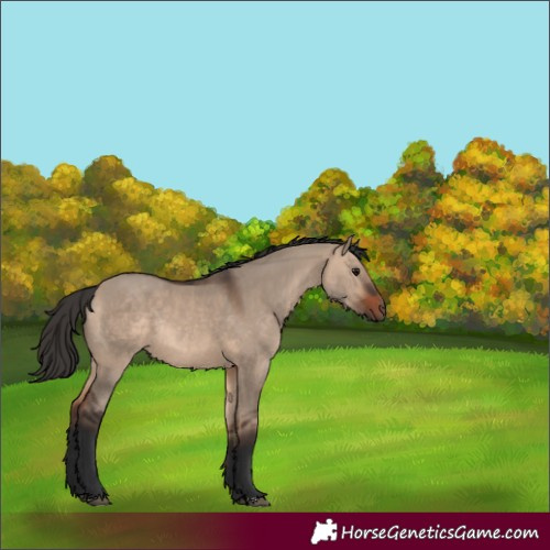 Horse Color:Bay Dun Rabicano 