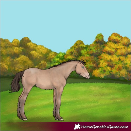 Horse Color:Amber Champagne Rabicano 