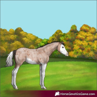 Horse Color:Bay Roan Splash