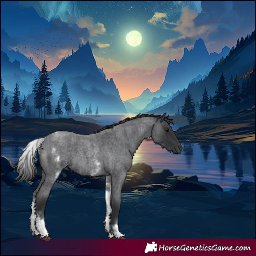 Horse Color:White Spotted Blue Roan 