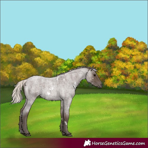 Horse Color:White Spotted Silver Blue Roan 