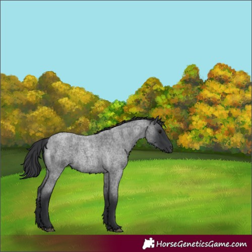 Horse Color:Blue Roan 