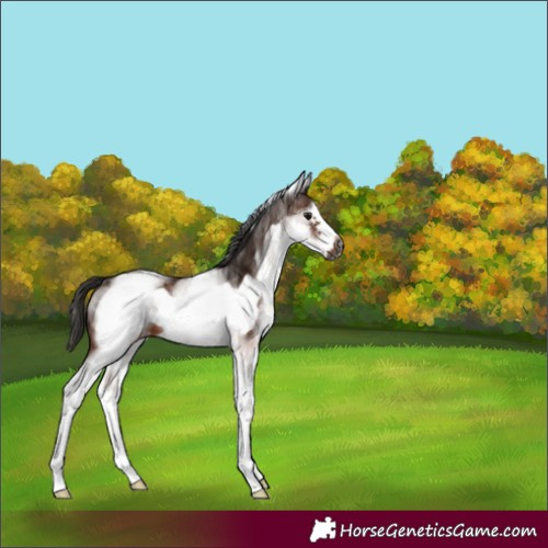 Horse Color:Gray White Spotted Bay Frame 