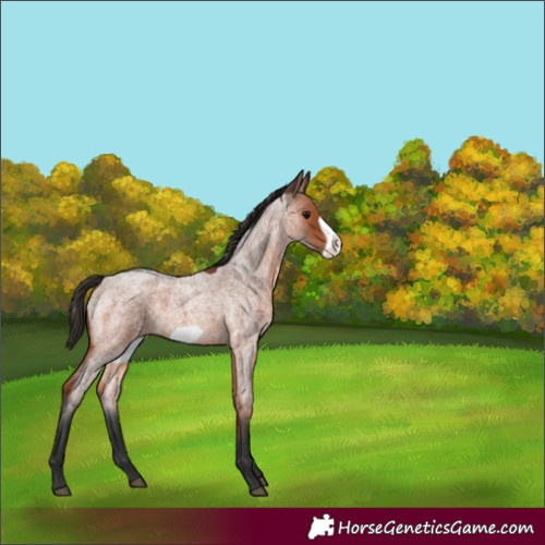 Horse Color:Bay Roan Frame 