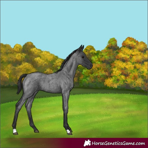 Horse Color:Blue Roan 