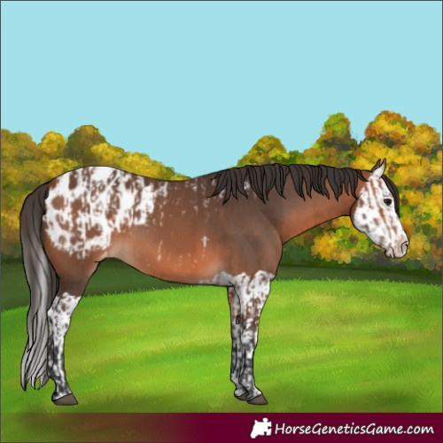 Horse Color:Bay Appaloosa  and Bay Splash Appaloosa 