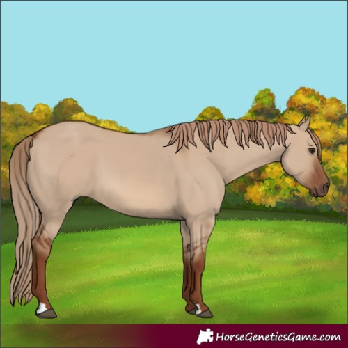 Horse Color:Red Dun 