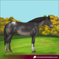 Horse Color:Smoky Black Sabino Tobiano Rabicano