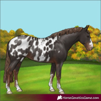Horse Color:Liver Chestnut Appaloosa Rabicano