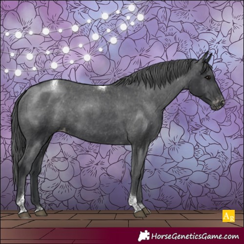Horse Color:Black Tobiano Appaloosa Rabicano 