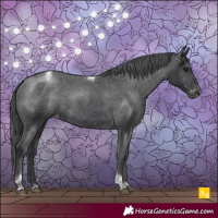 Horse Color:Black Tobiano Appaloosa Rabicano 