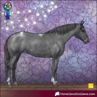 Horse Color:Black Tobiano Appaloosa Rabicano