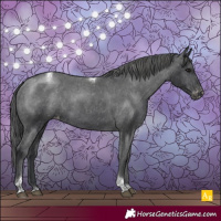 Horse Color:Black Tobiano Appaloosa Rabicano 
