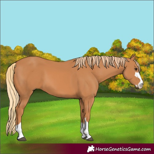 Horse Color:Chestnut 