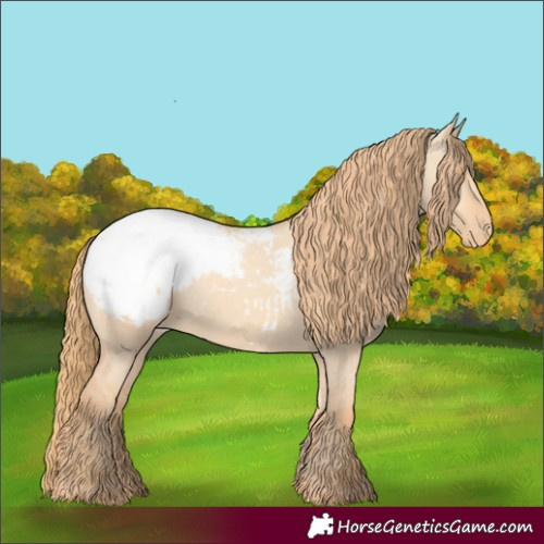 Horse Color:Gold Champagne Dun Appaloosa