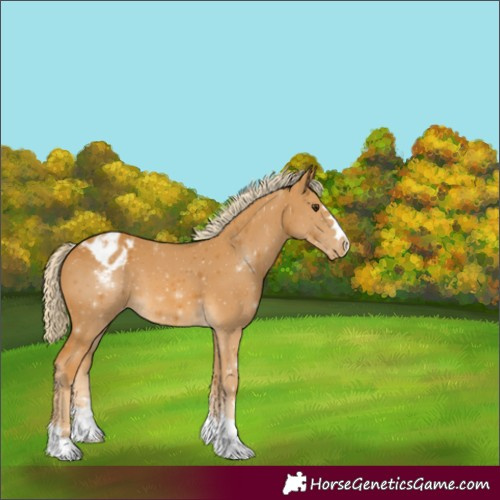 Horse Color:Palomino Appaloosa