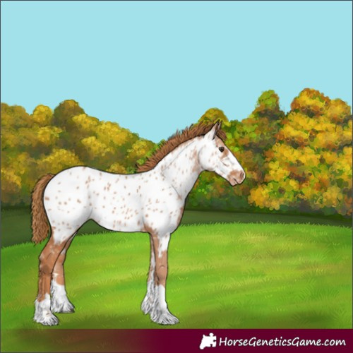 Horse Color:Chestnut Ice Appaloosa 