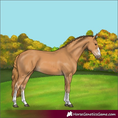 Horse Color:Chestnut 