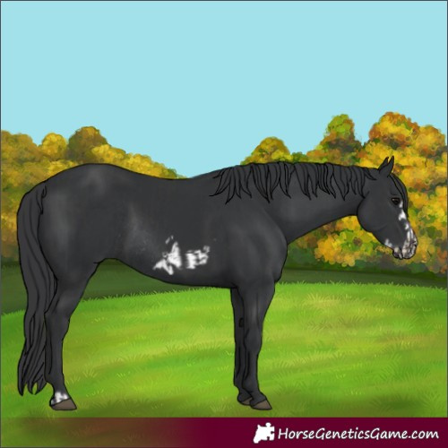 Horse Color:Black Frame Rabicano  and Black Frame Rabicano 