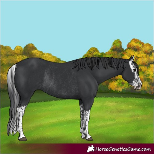 Horse Color:Black Rabicano  and Black Splash Rabicano 