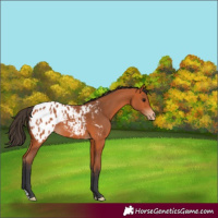 Horse Color:Bay Appaloosa 
