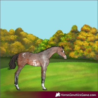 Horse Color:Bay Sabino Appaloosa 