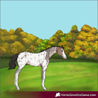 Horse Color:Brown Sabino Appaloosa 