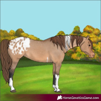 Horse Color:Bay Dun Tobiano Appaloosa 