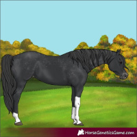 Horse Color:Unknown 