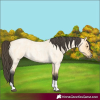 Horse Color:Buckskin Roan Dun Tobiano 
