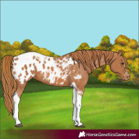 Horse Color:Chestnut Tobiano Appaloosa 