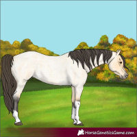 Horse Color:Buckskin Roan Dun Tobiano 