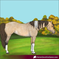 Horse Color:Buckskin Roan Dun Tobiano