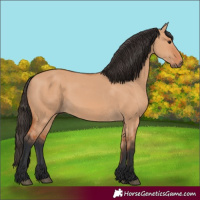 Horse Color:Bay Dun 