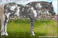 Horse Color:White Spotted Liver Chestnut Ice 