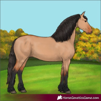 Horse Color:Bay Dun