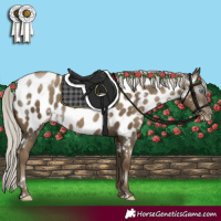 Horse Color:Gray White Spotted Silver Smoky Black Pearl Appaloosa 
