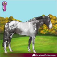 Horse Color:White Spotted Smoky Black Sabino Appaloosa Rabicano