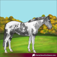 Horse Color:White Spotted Black Tobiano Appaloosa Rabicano