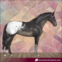 Horse Color:Smoky Black Tobiano Appaloosa Rabicano 