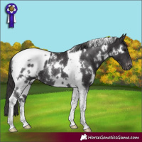 Horse Color:White Spotted Smoky Black Tobiano Appaloosa Rabicano