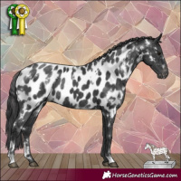 Horse Color:White Spotted Black Appaloosa Rabicano 