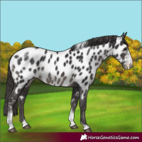 Horse Color:Smoky Black Sabino Tobiano Appaloosa Rabicano 