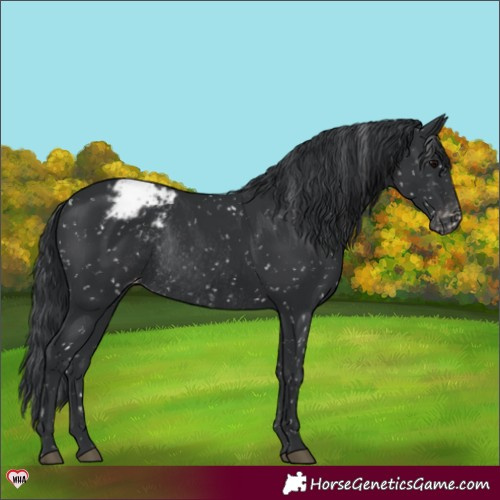 Horse Color:Black Appaloosa Rabicano 