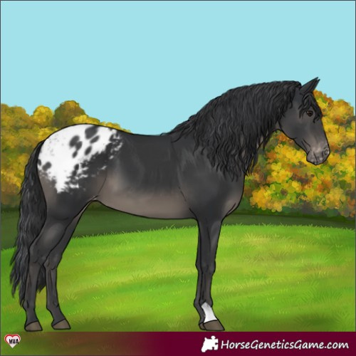 Horse Color:Black Appaloosa 