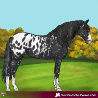 Horse Color:Black Appaloosa